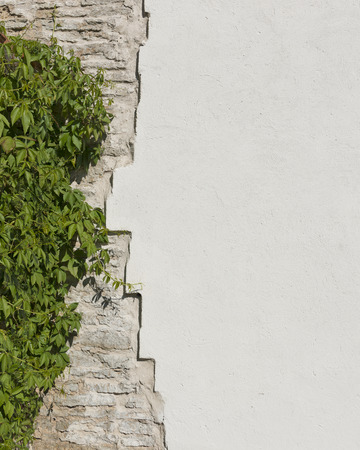 The old vintage limestone and white plastered wall which overgrew wild grapes in bright sunny day as backgroundの写真素材
