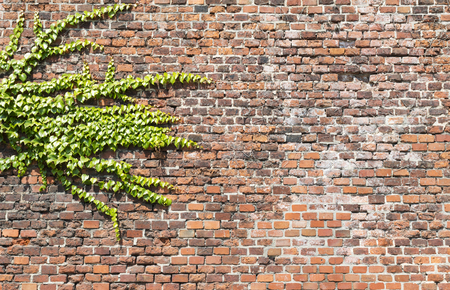 Background of old vintage brick wall and green liana , textureの写真素材
