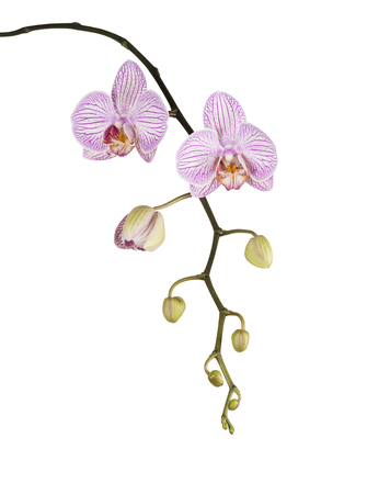 Pink orchid with buds isolated on white backgroundの写真素材