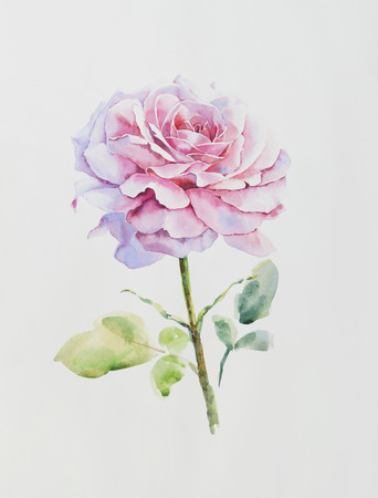 Hand-painted pink rose watercolor  illustrationの写真素材