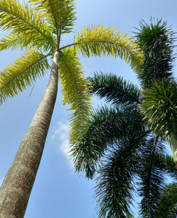Two Foxtail palms on the backgdrop of blue sky on the island of Koh Samui in Thailand.の写真素材