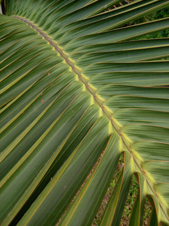 Close up of the leaves of a palm tree in the garden.の写真素材