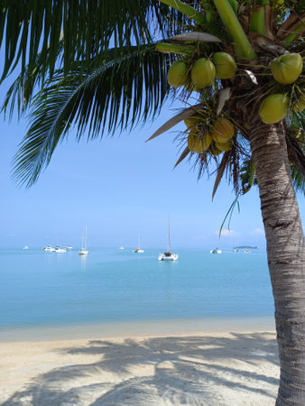 Coconut palm tree and sailboats on the tropical beach.Ocean landscape as background.の写真素材