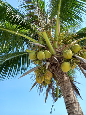 Coconut tree with coconuts on blue sky background.の写真素材