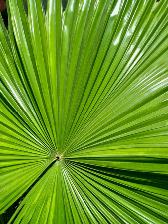 green palm leaf background texture close-up. top view. natureの写真素材