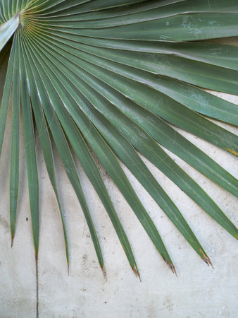 Palm leaf on white cement wall for background, close up viewの写真素材