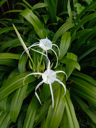 Flowers of beautiful white beach spider lily in nature as background. Tropical plant.の写真素材