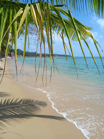 Coconut tree on the beach with blue sky and sea backgroundの写真素材