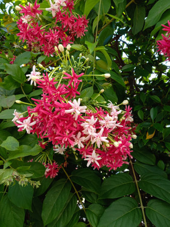 Beautiful pink and red flowers Rangoon creeper or Combretum indicum in the garden on the background of green leaves.の写真素材