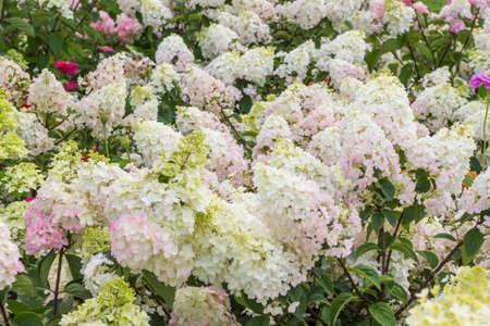 Blooming white hydrangeas close up. Flower backgroundの写真素材