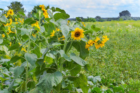 Blooming sunflowers on sunny day. Blue sky and white clouds.の写真素材