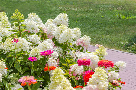Blooming white hydrangeas and red zinnias among the green grass in park.の写真素材