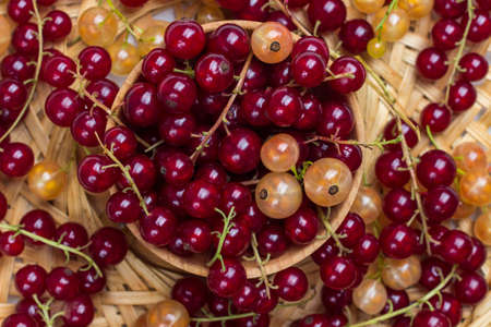 Red and white currants on wicker plate. Berry background. Flat layの写真素材