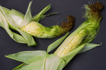 Two ears of corn with leaves and corn silk. Black background. Flat lay