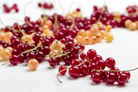 Berries of white and red currants close up. White background