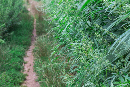 Path among thickets of wild hemp. Close upの写真素材