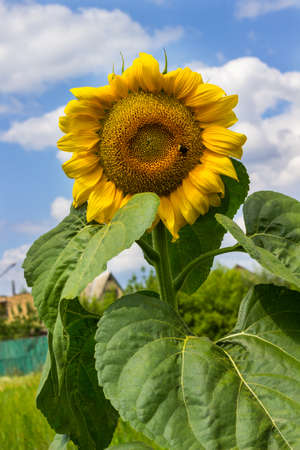 Blooming sunflower on sunny day against background of blue sky and white clouds.の写真素材