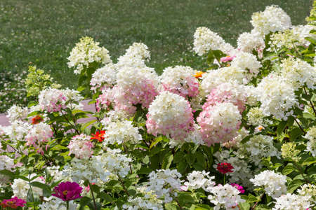 Blooming white hydrangeas and red zinnias among the green grass.の写真素材