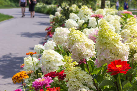 Path in park along flowerbed with white hydrangeas and red zinnias.の写真素材