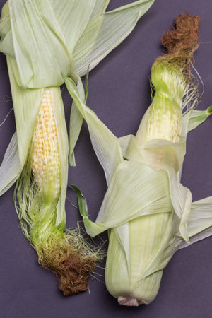 Two ears of corn with leaves and silky threads on black. Flat lay