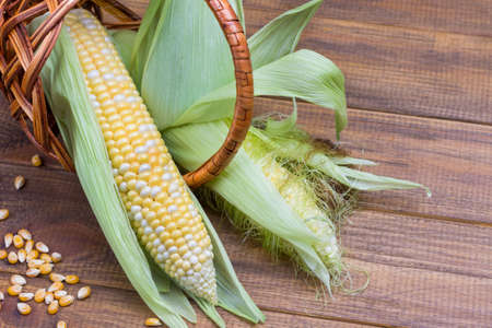 Corn with leaves and corn silk in wicker basket. Dry grains of corn on table, wooden background. Copy spaceの写真素材