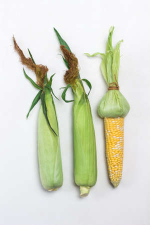 Two unpeeled ears of corn with leaves. Peeled ear of corn. White background. Flat layの写真素材