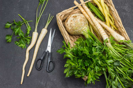 Bunch of parsley leaves. Parsley with leaves and roots, celery tuber with leaves in wicker basket. Scissors, parsley roots on the table. Copy space. Flat lay. Black backgroundの写真素材