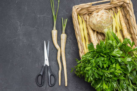 Bunch of parsley leaves. Parsley with leaves and roots, celery tuber with leaves in wicker basket. Scissors, parsley roots on the table. Copy space. Flat lay. Black backgroundの写真素材