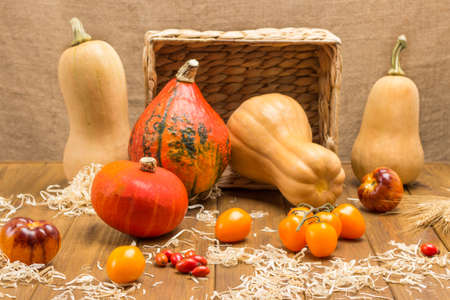 Yellow tomatoes and rose hips among the straw. Ripe pumpkins and wicker basket. Wooden background.の写真素材