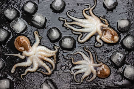 Baby octopuses with ice and melt water. flat lay. Black stone board.の写真素材