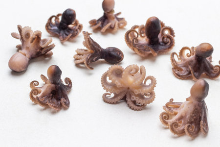 Boiled octopus babies on table. top view. white background