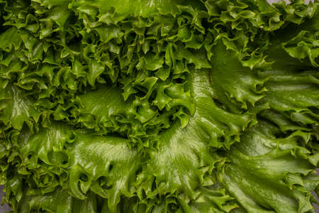 Green lettuce leaves. flat lay. nature background.の写真素材