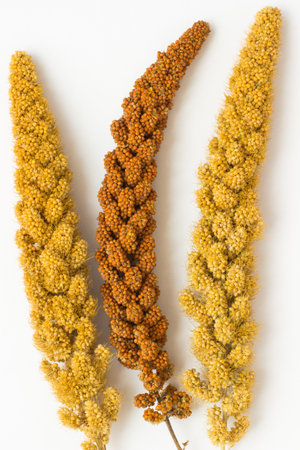 Two twig yellow millet and a sprig of yellow millet on a white backgroundの写真素材