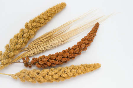 Two stalk of wheat, two twig yellow millet and one red millet twig on a white backgroundの写真素材