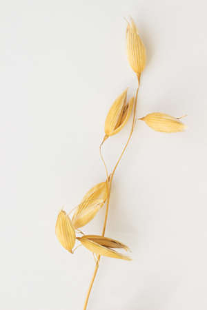 One twig of oats on a white backgroundの写真素材