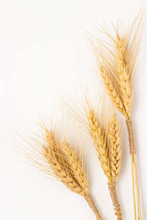 Three bunch of wheat on a white backgroundの写真素材