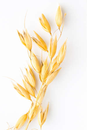 Twig of oats on a white background. top viewの写真素材
