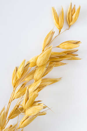 Sprig of oats on a white background verticallyの写真素材
