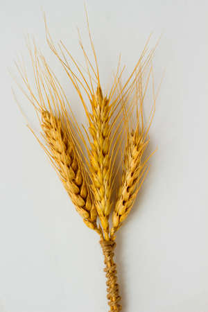 Wheat on a white backgroundの写真素材
