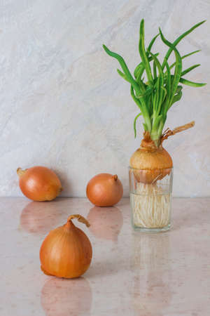 Green onions with roots in a glass of water. Three heads of yellow onionの写真素材