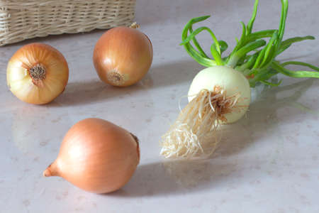 Yellow onions and green onions on the tableの写真素材