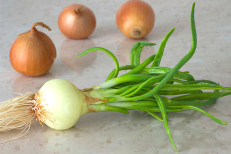 Green onions with roots. Three yellow onion bulbsの写真素材