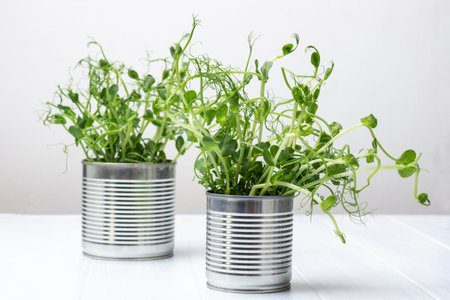 Pea sprouts in two metal cans. microgreen. Detox food. white background. top view.