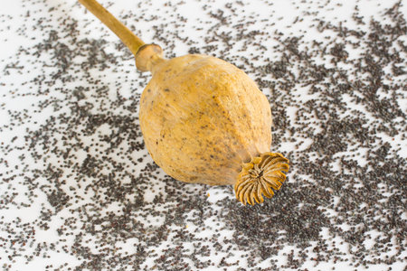 poppy head and grains poppy on a whiteの写真素材