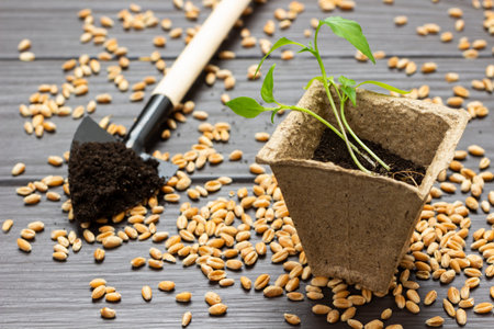 Seedlings in a peat pot, a shovel with soil. Seeds on dark wooden background. top view.