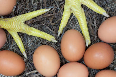 Chicken legs and eggs on a strawの写真素材