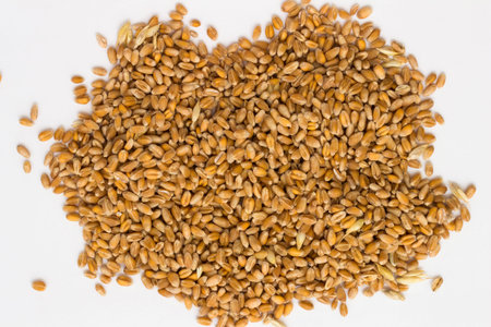 Grains of wheat on a white background