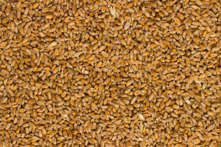 Wheat closeupの写真素材