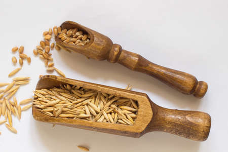 Wheat grains in small wooden spoon. Grains of oats in a large wooden spoon. white backgroundの写真素材