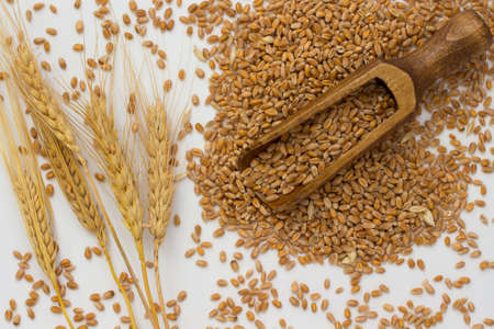 Grains of wheat, wooden spoon, sticks of barleyの写真素材
